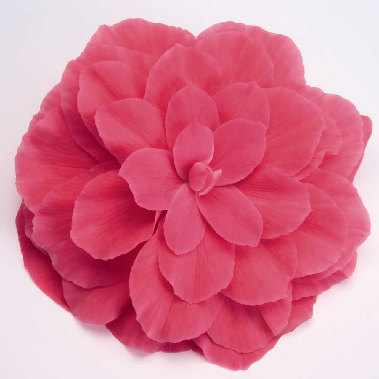 B. ‘Nonstop Pink’